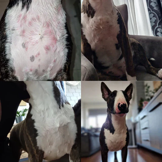 Extreme Hautreizung, Juckreiz und Wunden (Sommer 2023)